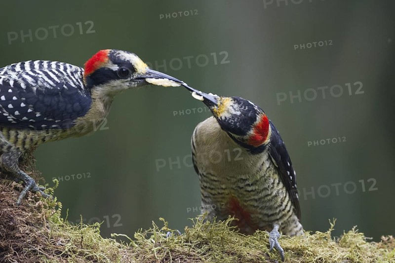 A Black-cheeked Woodpecker feeds it's mate bananas