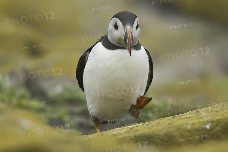 Atlantic Puffin (Fratercula arctica), Scotland, United Kingdom