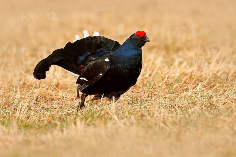 Black grouse in fog meadow. Lekking nice bird Black Grouse, Tetrao tetrix, in marshland, Sweden. Cold spring in the nature. Wildlife scene from north Europe. Black bird with red crest, white tail
