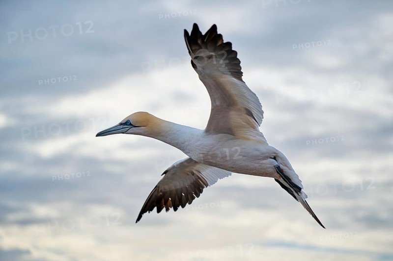 Northern gannet (Morus bassanus) flying in the sky, wildlife, Helgoland, Germany