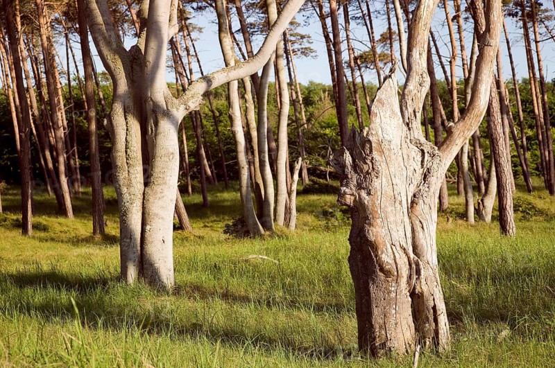 Tree trunks, West Beach, National Park, Fischland, Darß, Zingst, Germany