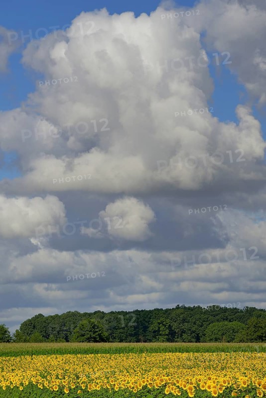View of a sunflower field, sunflower (Helianthus annuus) in bloom, blue cloudy sky, North Rhine-Westphalia, Germany