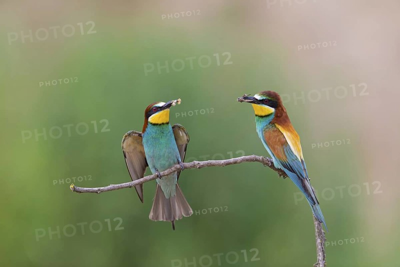 Bee-eater, (Merops apiaster), animals, birds, raptor family, perch, pair, two, Muselievo, Muselievo, Pleven, Bulgaria