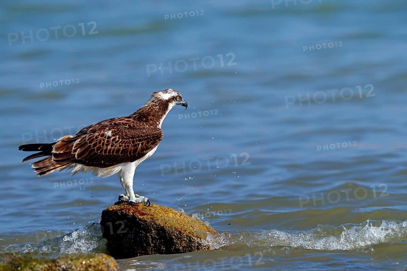 An osprey looking for food, (Pandiaon haliaetus), family of birds of prey, biotope, habitat, standing on a stone in the water, Raysut, Salalah, Dhofar, Oman