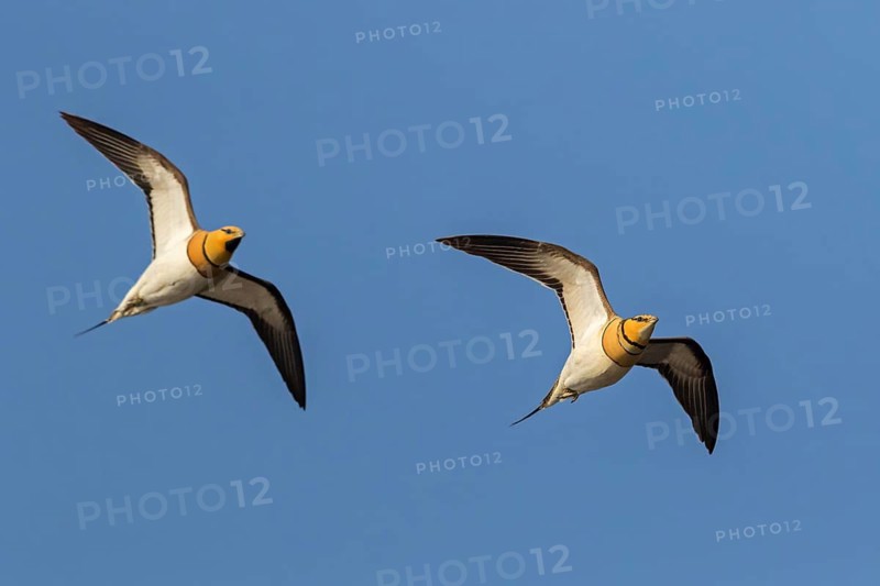 Pintail Sandgrouse, Pterocles alchata, Israel