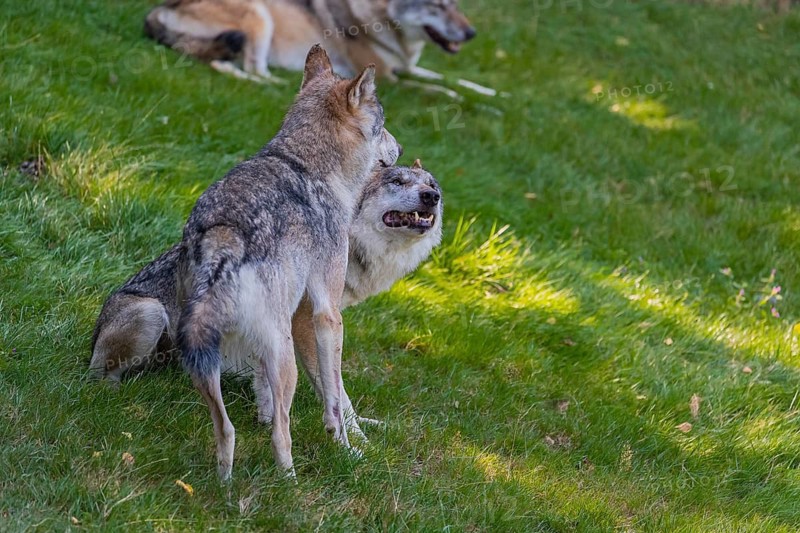 Social behaviour between two adult eurasian gray wolves (Canis lupus lupus). A third wolf resting in the background