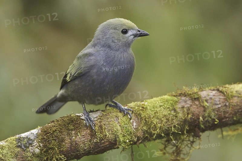Palm Tanager (Thraupis palmarum), Ecuador