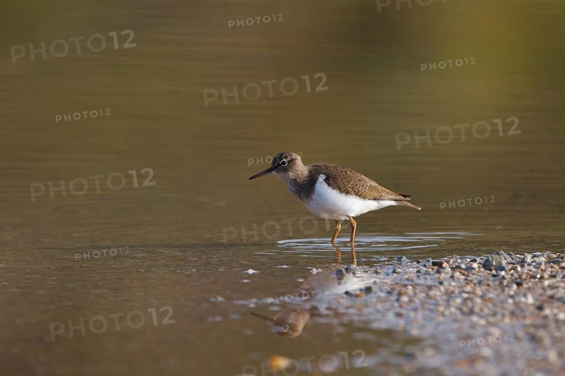 Common Sandpiper (Actitis hypoleucos) foraging, Greece