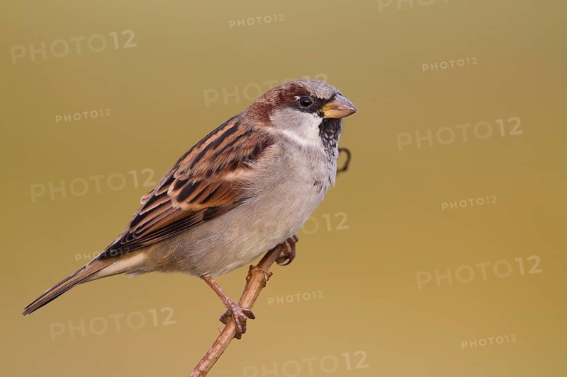 House Sparrow - Haussperling - Passer domesticus ssp. domesticus, adult male, Germany