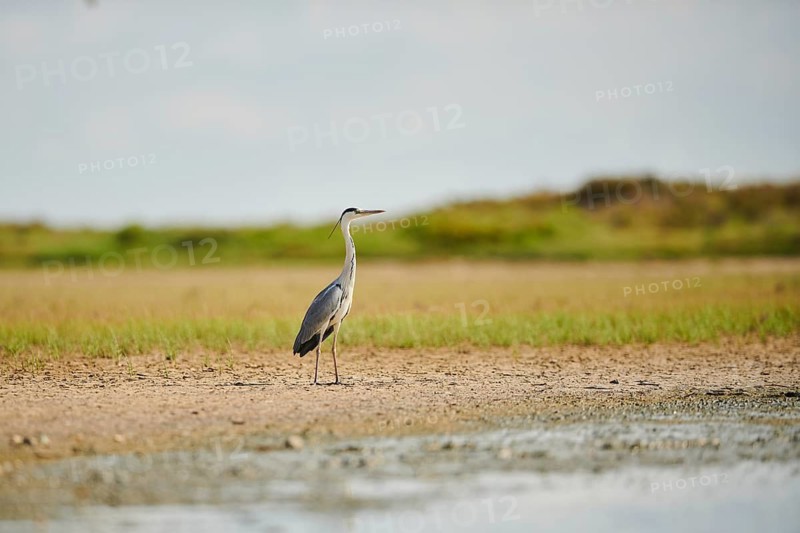 Grey heron (Ardea cinerea) standing at the waters edge, Camargue, France
