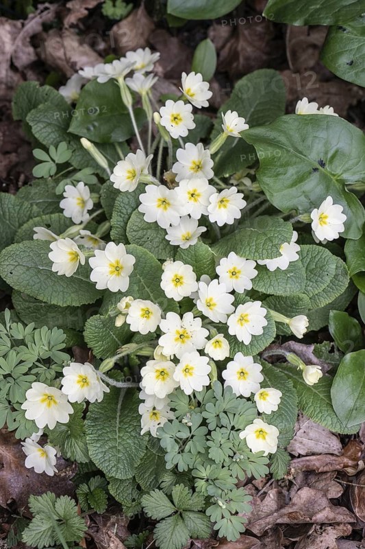 Cushion primrose (Primula vulgaris), Emsland, Lower Saxony, Germany