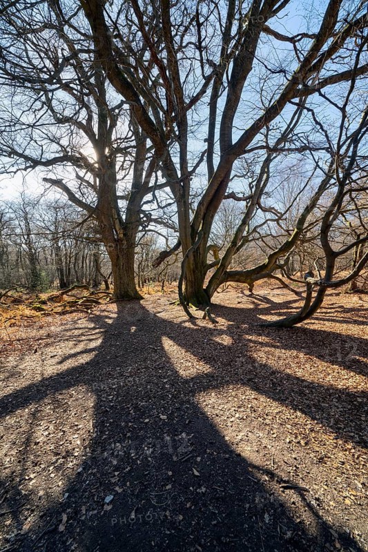 Dwarf Beech, Primeval forest Urwald Sababurg, Hofgeismar, Weser Uplands, Weserbergland, Hesse, Germany