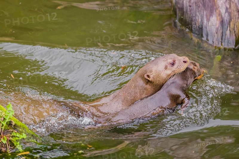 An adult giant otter or giant river otter (Pteronura brasiliensis) swims in a small river carrying a 2-month-old young around in its mouth