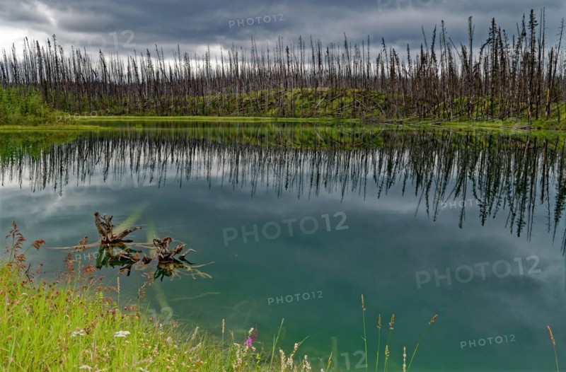 Taiga regeneration after a forest fire, Yukon Territory, Canada