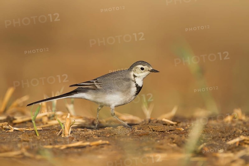 White Wagtail - Bachstelze - Motacilla alba, Oman