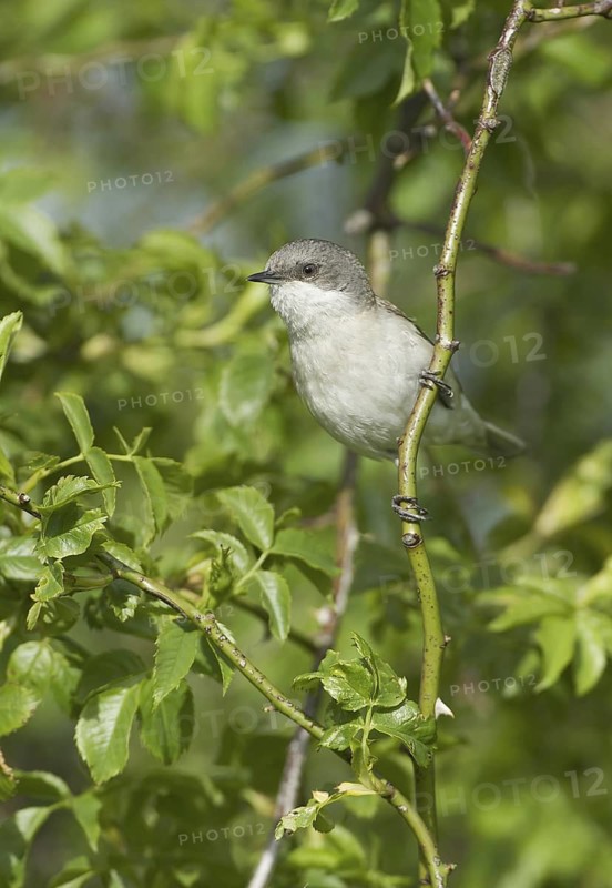 Lesser Whitethroat (Sylvia curruca), Mecklenburg-Western Pomerania, Germany