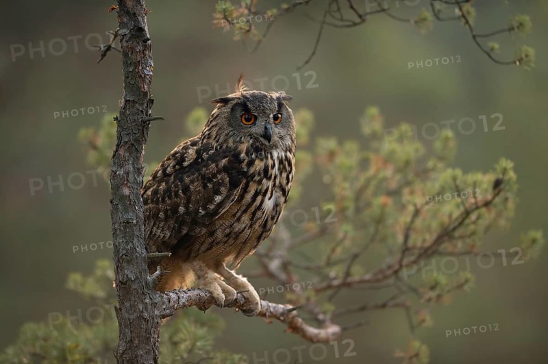 Eurasian Eagle-Owl (Bubo bubo) perched on a branch, North Rhine-Westphalia, Germany