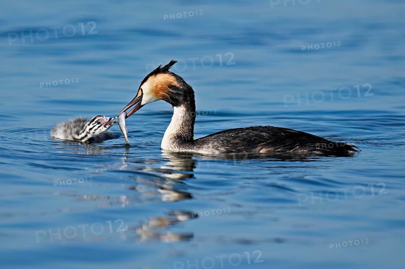Great Crested Grebe (Podiceps Scalloped ribbonfish), feeding a chick with a feather, swimming in the water, Lake Zug, Canton Zug, Switzerland