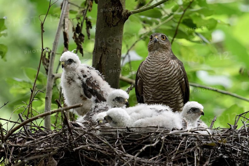 Eurasian Sparrowhawk (Accipiter nisus) adult with chicks in nest, North Rhine-Westphalia, Germany
