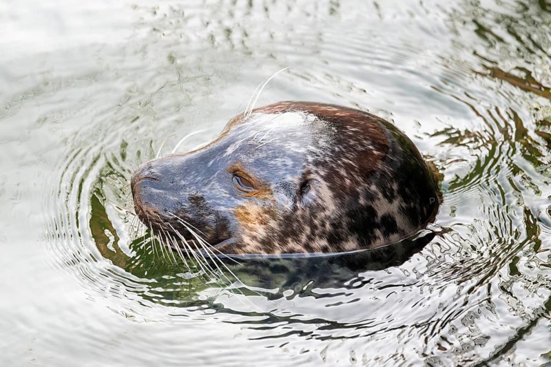 Common seal or Harbour seal (Phoca vitulina) close-up in the sea, Germany