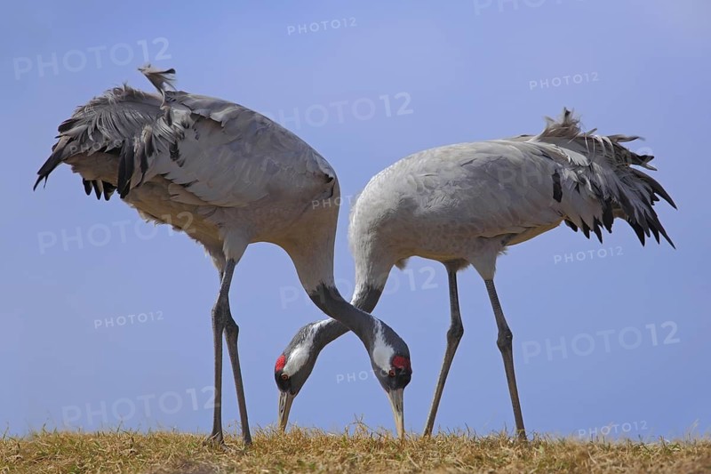 Common Crane, Grus grus, feeding grass, two big bird in the nature habitat, Lake Hornborga, Sweden