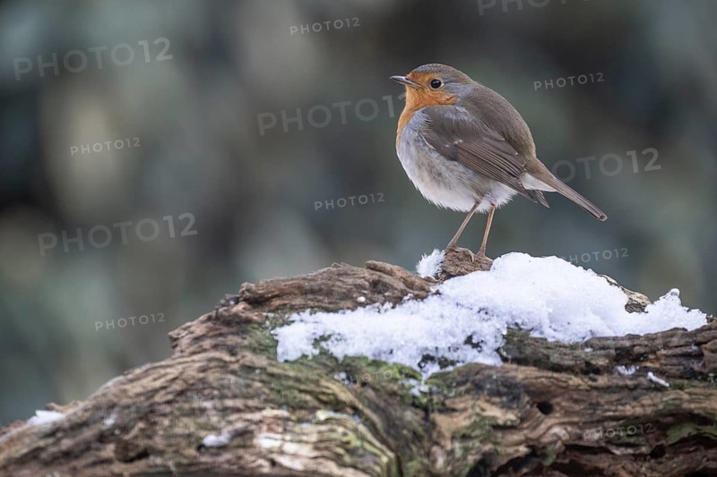 European robin (Erithacus rubecula), Emsland, Lower Saxony, Germany