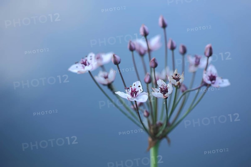 Flowers of the swan flower (Butomus umbellatus), Rothsee, Rhön, Bavaria, Germany