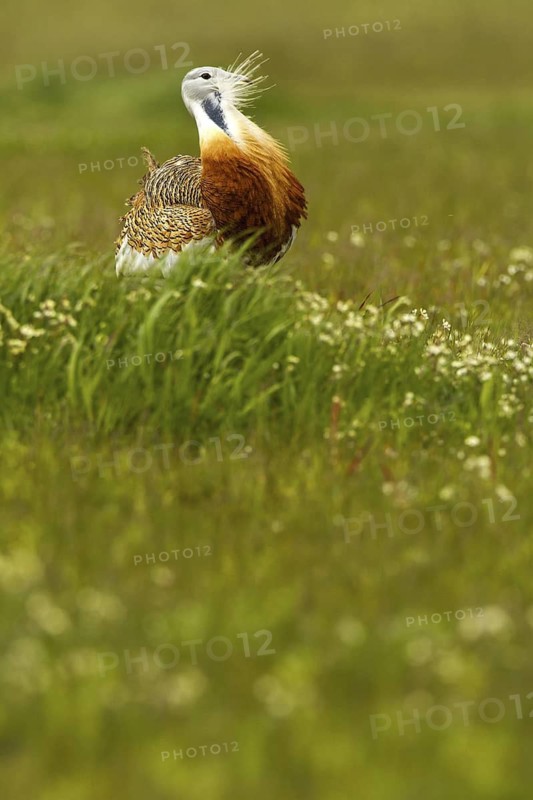 Great Bustard (Otis tarda) male, Castile-La Mancha, Spain
