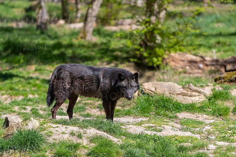 One Timberwolf, Canis lupus lycaon, standing in an opening of a forest on green grass in bright sunlight
