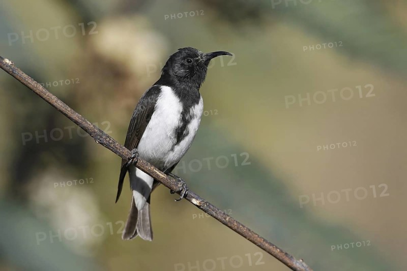Black Honeyeater (Sugomel nigrum) male, Queensland, Australia