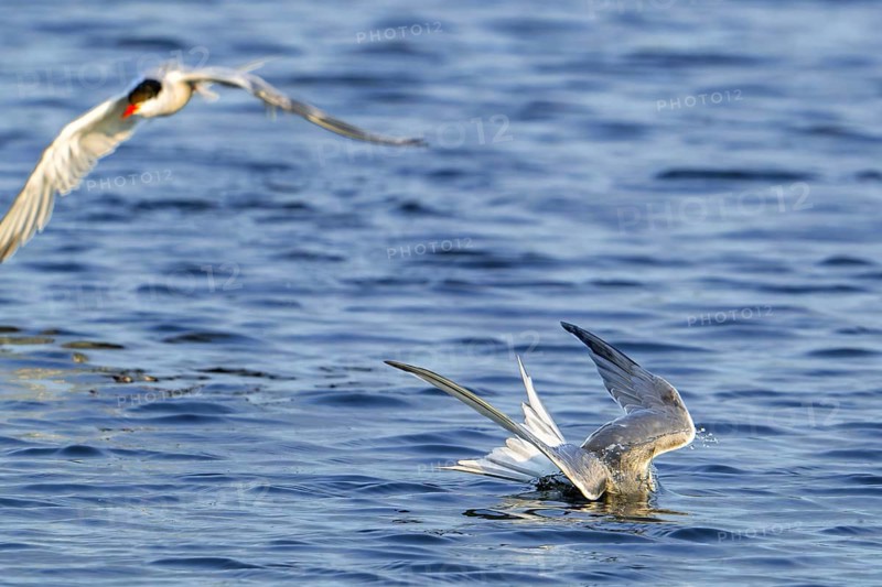 Common tern (Sterna hirundo) diving in freshwater, fresh water lake to clean feathers in summer