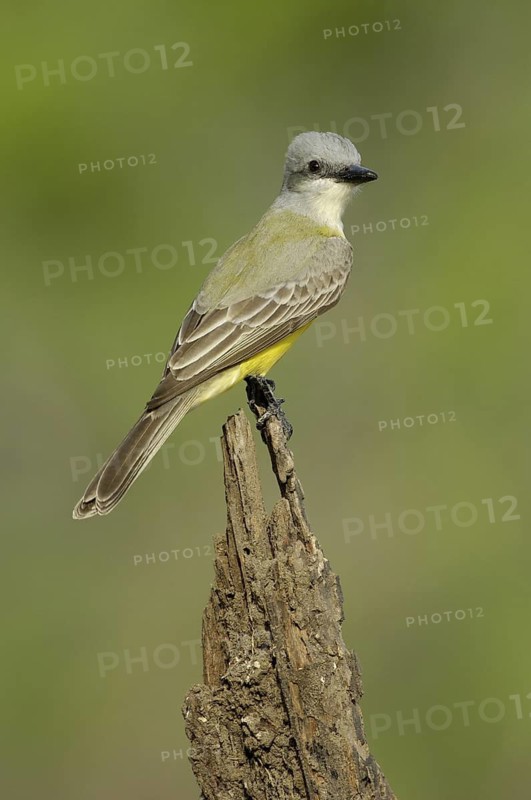 Couch's Kingbird (Tyrannus couchii), Texas, USA