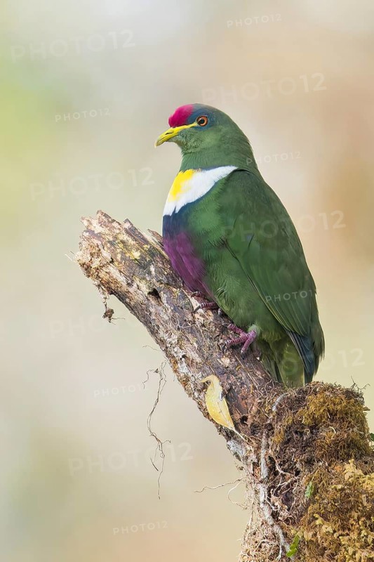White-bibbed Fruit Dove (Ptilinopus rivoli) perched on a branch in Papua New Guinea