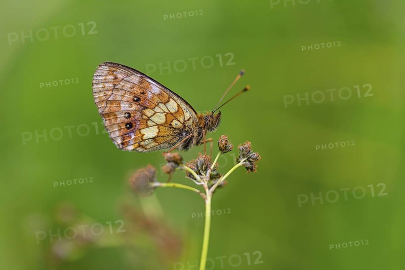 Meadowsweet Fritillary, Meadowsweet Fritillary, Violet Fritillary, (Brenthis ino), Noble Butterfly, Butterfly, Butterfly, Insect, Black Forest, Feldberg-Region, Baden-Württemberg, Germany