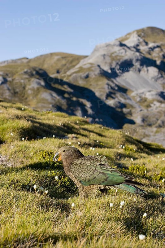 Juvenile kea feeding on alpine flowers