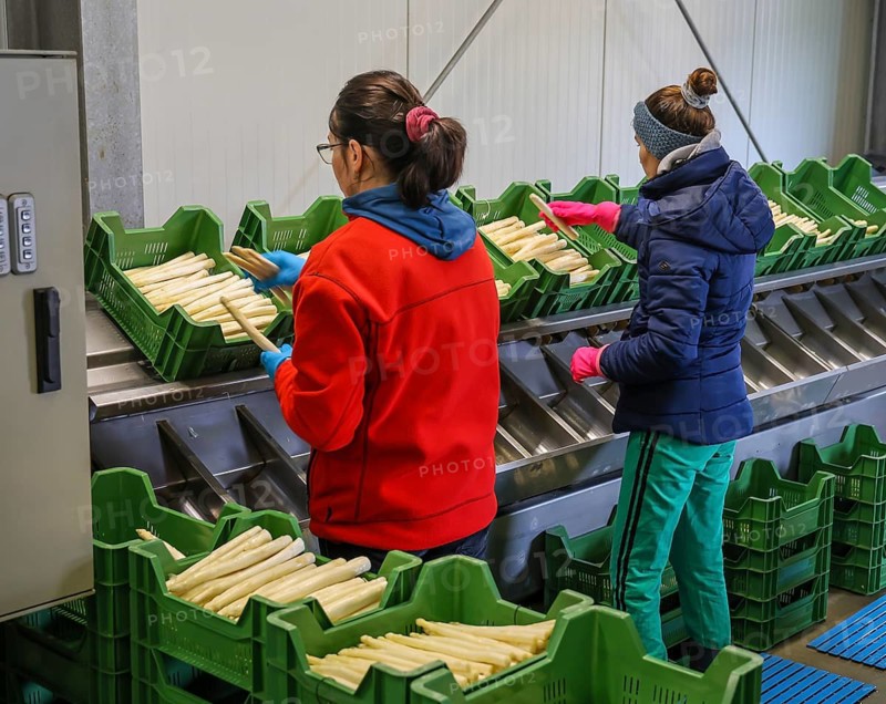 Wesel, North Rhine-Westphalia, Germany, harvest workers from Eastern Europe wash and sort the asparagus, here at a press event to mark the opening of the asparagus season at the Heinen asparagus and fruit farm