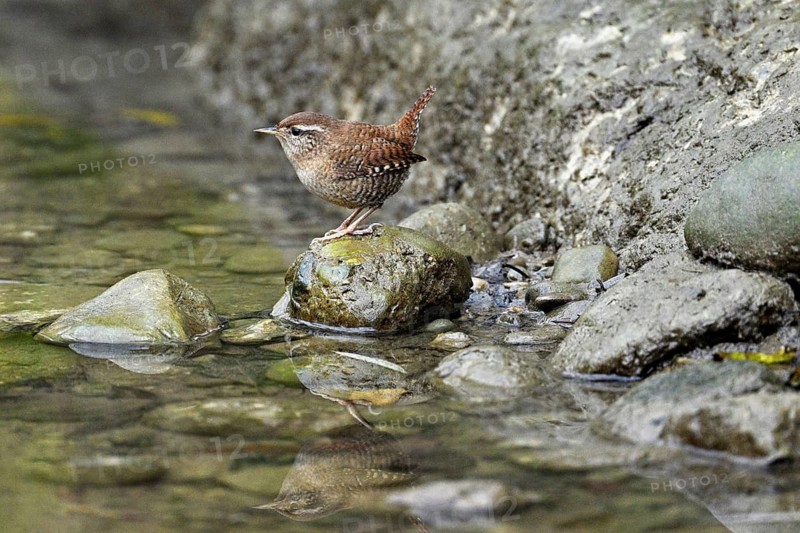 Eurasian wren (Troglodytes troglodytes), standing on a stone at the edge of a waterhole, Switzerland
