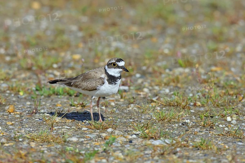 Little Ringed Plover (Charadrius dubius) adult bird standing on the lakeshore, Lake Neusiedl National Park, Burgenland, Austria