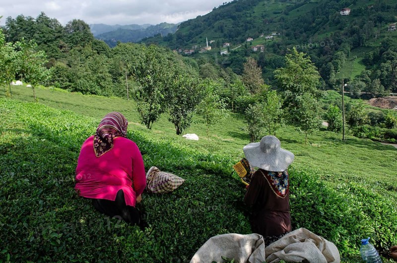 Rize, Turkey, September 5th 2014 Women picking tea in the plantations of the Black Sea Mountains near Rize in north east Turkey