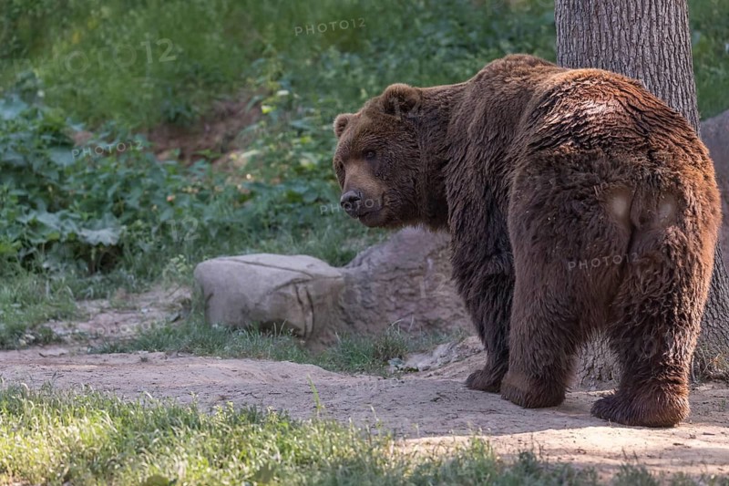 One Kamchatka brown bear (Ursus arctos piscator), standing in a forest looking back. Some green vegetation in the background