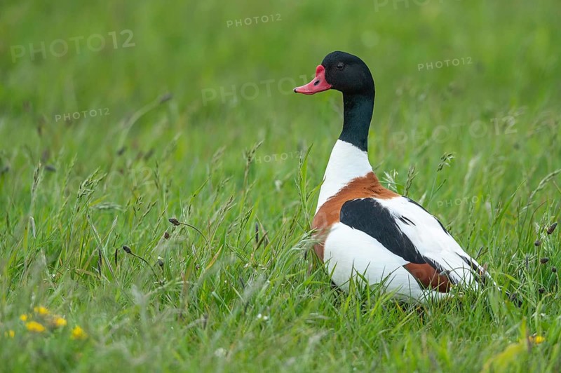 Common Shelduck (Tadorna tadorna), Texel, Netherlands
