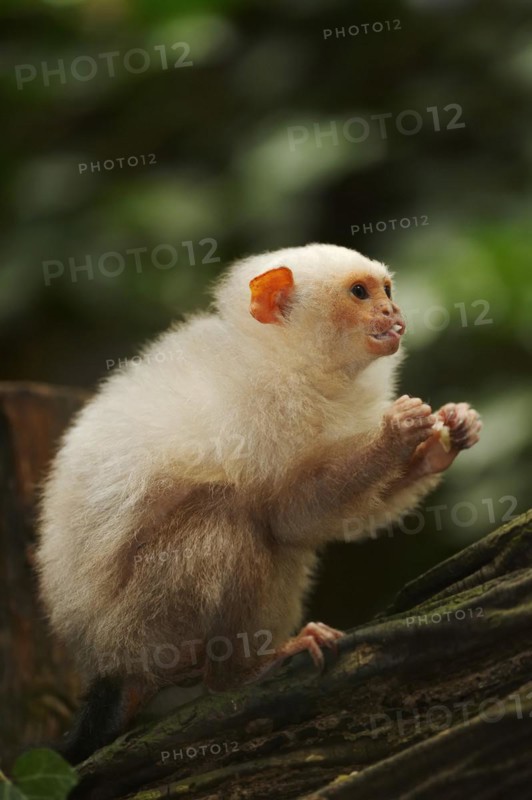 Silver monkey or silver marmoset (Mico argentatus, Callithrix argentata), captive, occurring in South America