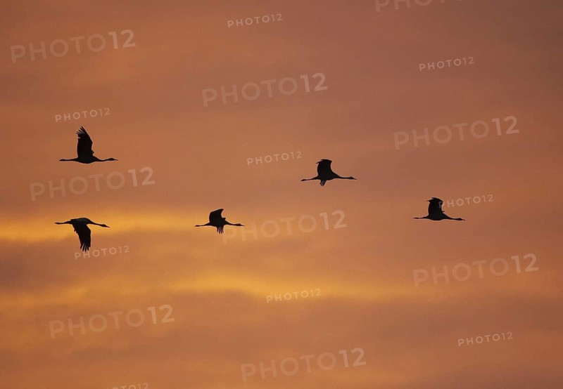 Common Crane (Grus grus), Mecklenburg-Western Pomerania, Germany