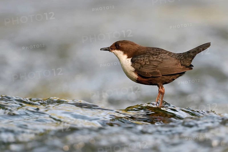 White-throated Dipper (Cinclus cinclus) foraging, North Rhine-Westphalia, Germany