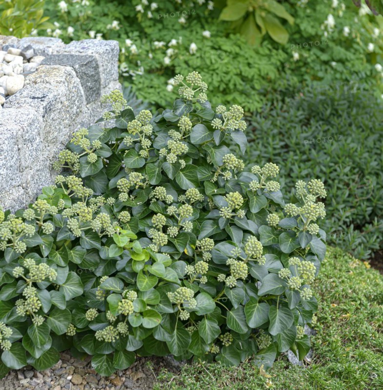 Shrub ivy (Hedera helix 'Arbori Compact'), Anchers Havecenter, Laußnitz, Saxony, Germany