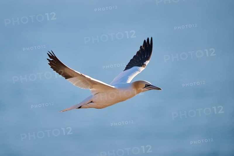 Northern gannet (Morus bassanus) flying over the sea, wildlife, Helgoland, Germany
