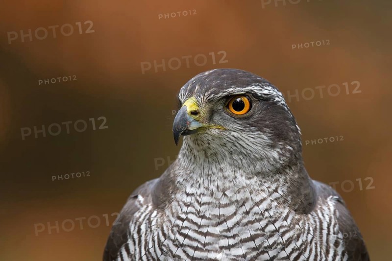 Northern Goshawk (Accipiter gentilis) male, Utrecht, Netherlands