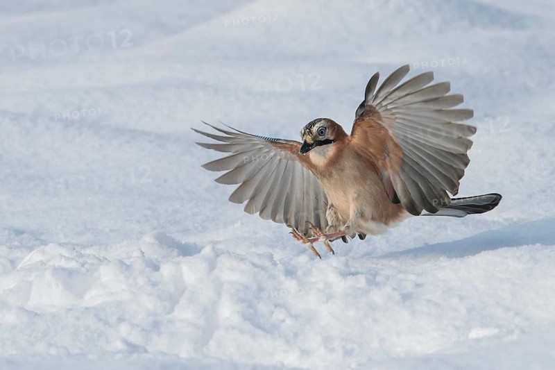 Eurasian Jay (Garrulus glandarius) flying, Lower Saxony, Germany