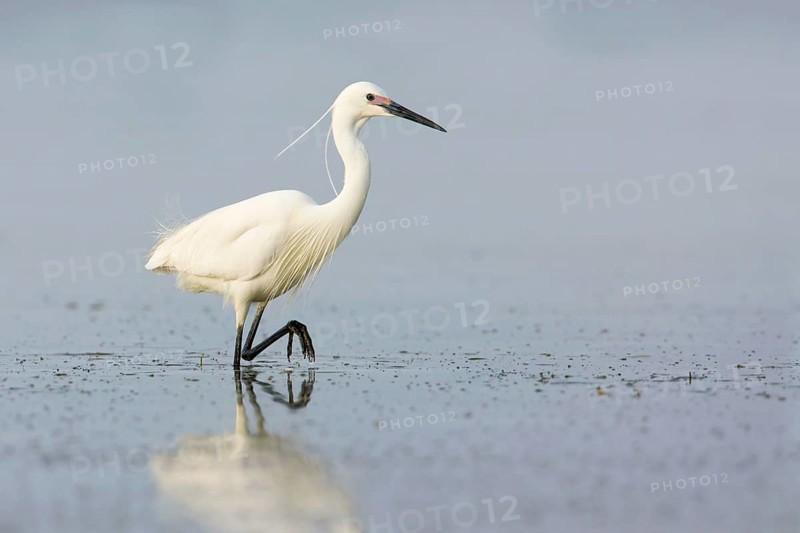 Little Egret (Egretta garzetta), Victoria, Australia