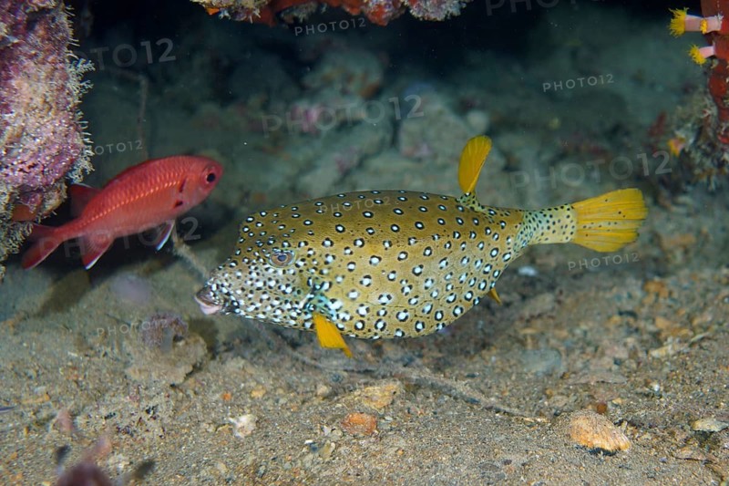 Yellow boxfish (Ostracion cubicus)